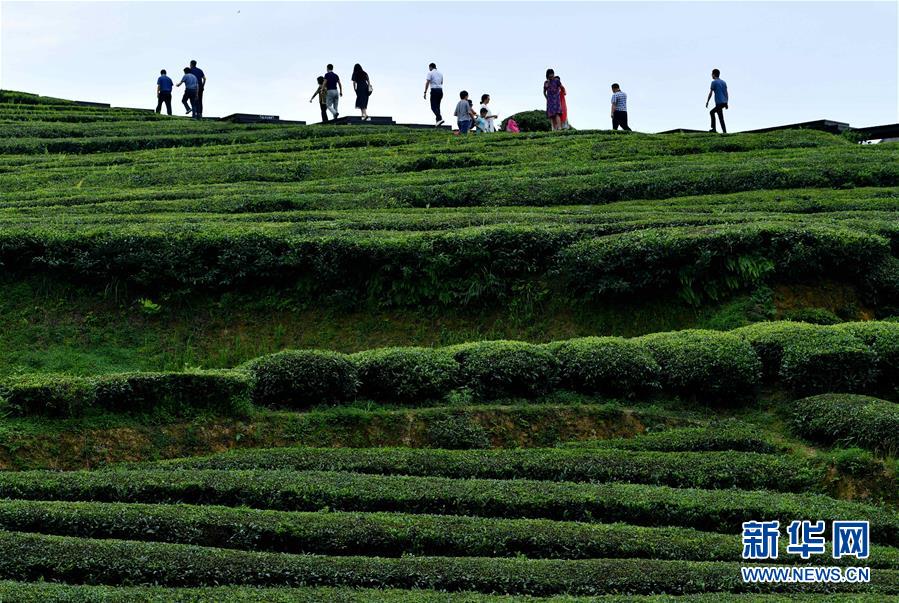 #（新华视界）（1）湖北恩施：山区茶园引游客