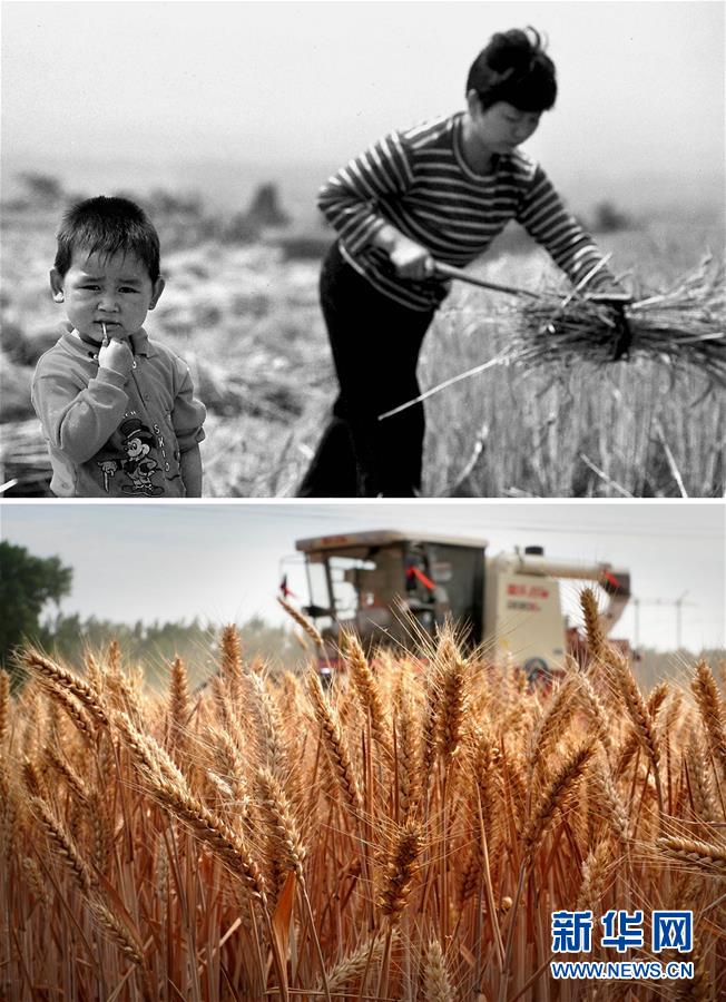 （新华全媒头条·图文互动）（11）大国粮仓的新时代交响——河南农业70年观察