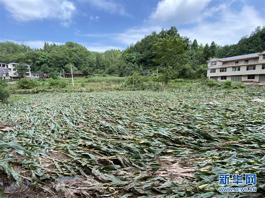 （防汛抗洪·图文互动）（4）山洪袭来前，澧水河畔大转移