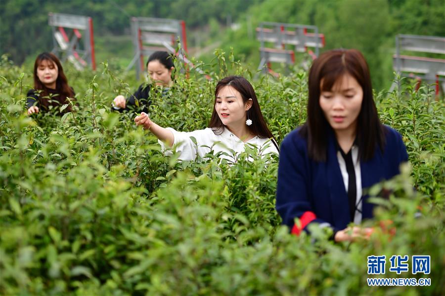 （走向我们的小康生活·图文互动）（4）绿了青山，红了日子——秦巴山区群众绘出小康“调色板”