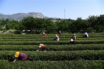 青岛：采茶崂山下