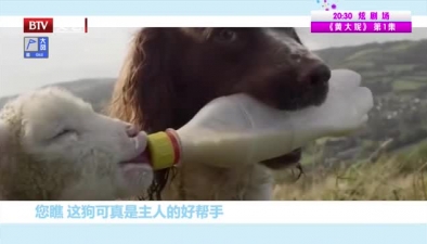 给小羊喂奶的狗狗