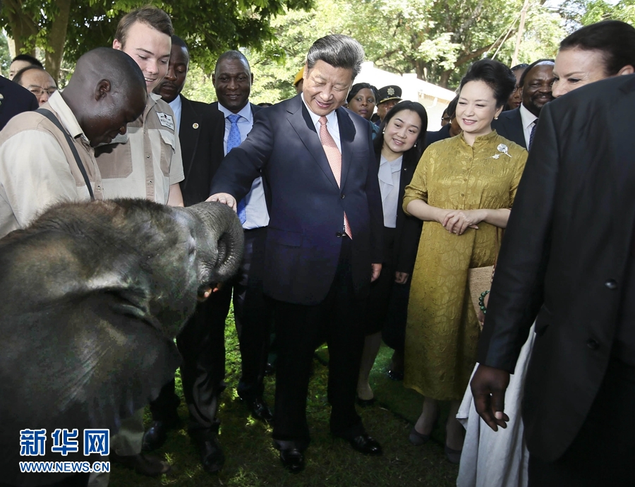 12月2日，国家主席习近平在津巴布韦考察野生动物救助基地。在基地负责人陪同下，习近平和夫人彭丽媛察看了基地救助的野生动物，并给大象、长颈鹿递喂水果、树叶。新华社记者 兰红光 摄 